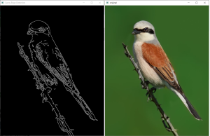 cannyEdgeDetection-300x194.png